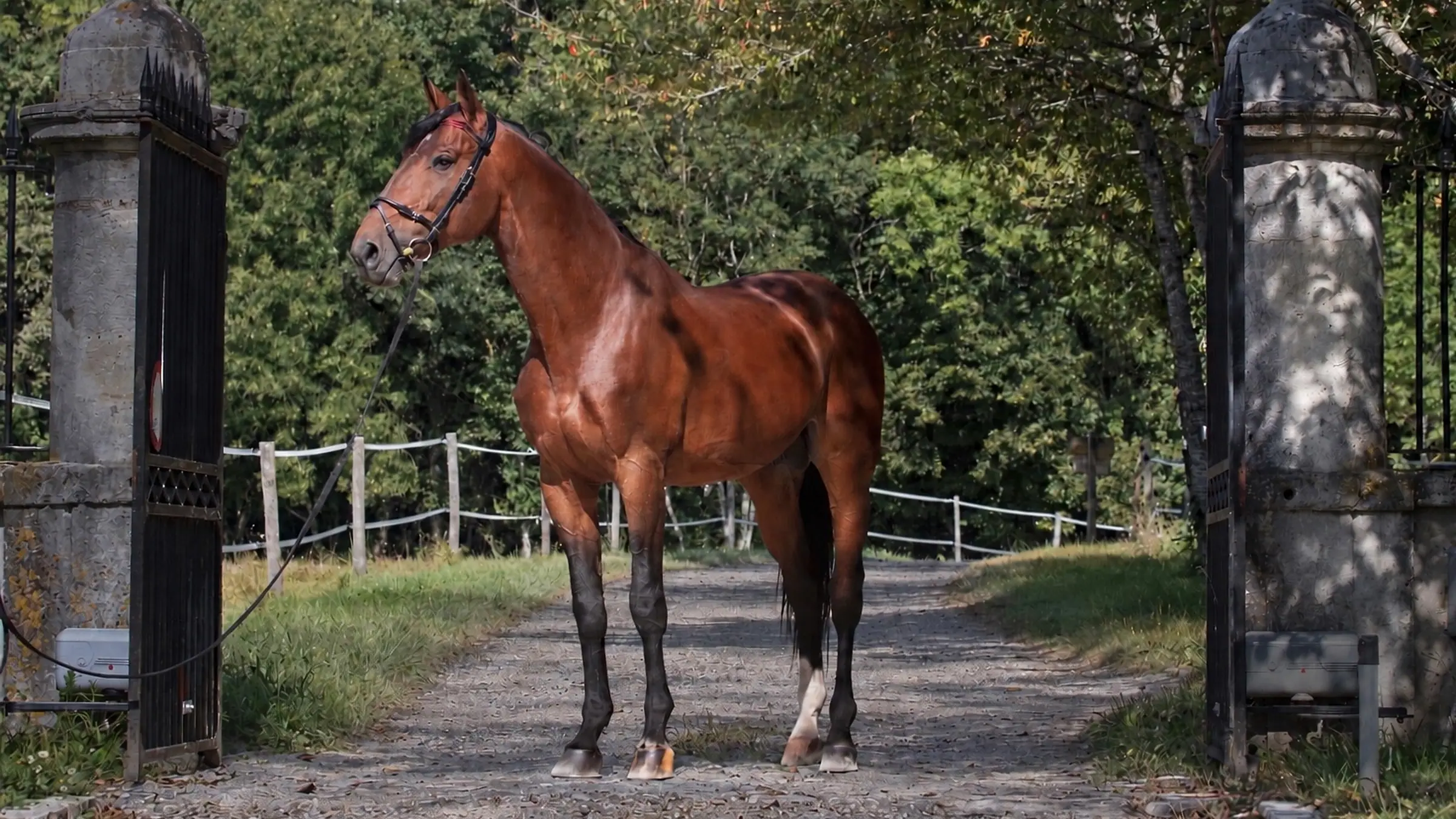 A bay stallion standing square on the gravel between the gateposts of an equestrian property, with white paddock rails and a wall of trees behind him.